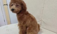 宝宝和狗合伙偷“零食”被发现后尴尬了,宝宝“生无可恋”