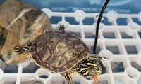 乌龟蒙眼了怎么办?分享个安全稳妥的处理方法