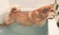 傲骄柴犬讨厌洗澡,被逼无奈只能使绝技