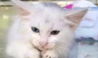 女子在垃圾桶捡到一只猫,给猫洗澡后被惊艳:是一只异瞳猫