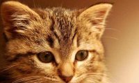 猫妈妈照顾小主人 | 妈妈帮小主人洗澡,猫皇硬爬上背赖着不走的样子让人笑翻