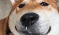 狗狗不舒服的 7 个表现,出现这些动作药注意了!