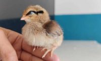 小鸡仔认主人吗