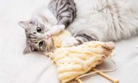 猫咪掉毛严重要怎么解决？