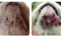 猫的皮肤病大全