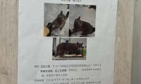 猫丢了怎么写寻猫启示