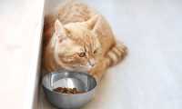 猫咪突然没食欲的原因及解决办法