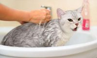 猫咪需要洗澡吗