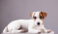 狗狗总是拉肚子是什么原因？以下是处理步骤和建议