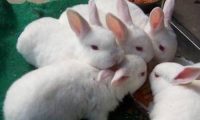 兔子不吃东西怎么办?三个方面要注意