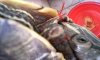 乌龟脖子被咬伤了怎么办?分享几个龟外伤常见处理办法