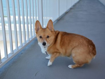 纯种柯基犬图片