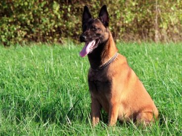 绿色草地玛利诺犬图片