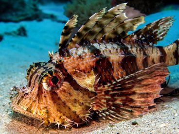 深海热带狮子鱼图片