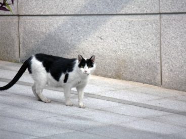 黑白毛色小猫图片