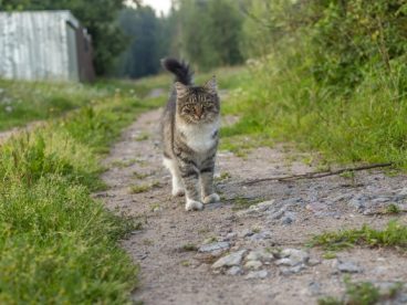 山路上宠物小猫图片