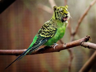 老虎头长尾鹦鹉，哈哈太假