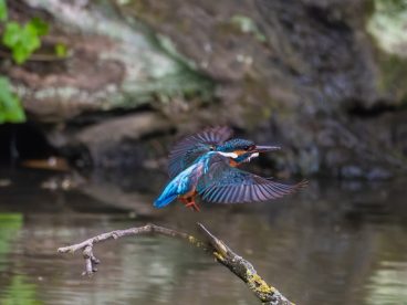 欧洲食蜂鸟摄影图片