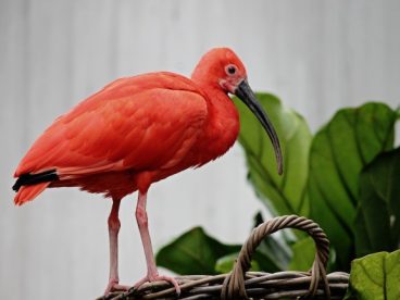 红鹮水鸟高清图片