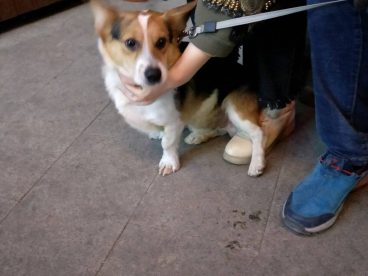 今天去益田假日，碰见一只小柯基，特别萌，他妈叫他基，我给他拍照，她妈说：基，别闹，基，乖乖的，益田假日广场老能碰见好看的小狗狗，特别萌，我最喜欢柯基狗狗了，帅帅的元气蛋今天吃完了，等过完年我再给帅帅买一箱元气蛋，帅帅还有两箱有腿，今天给他吃了一箱有腿，特别香，帅帅吃得特别香