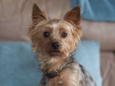 超萌小狗可爱图片