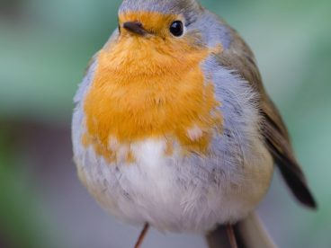 欧洲知更鸟图片