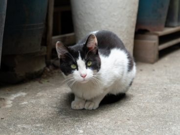 巷子里的流浪猫图片