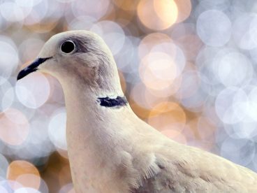 高清火鸡鸽摄影图片