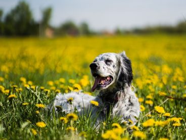趴在花丛里晒太阳的狗狗图片