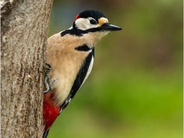 野生大斑啄木鸟图片