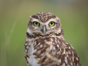 野生纵纹腹小鸮摄影图片