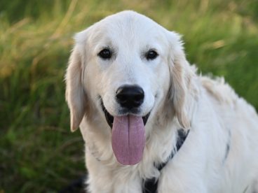 户外草丛白色拉布拉多犬摄影图片