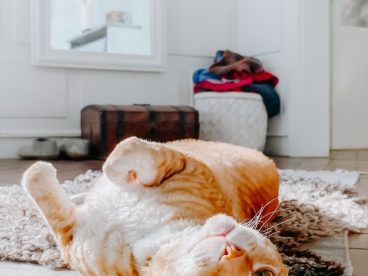 可爱短毛橘猫图片