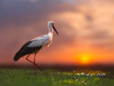 日暮黄昏夕阳白鹳意境摄影图片