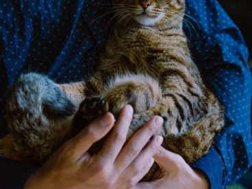 女人抱着虎斑猫图片