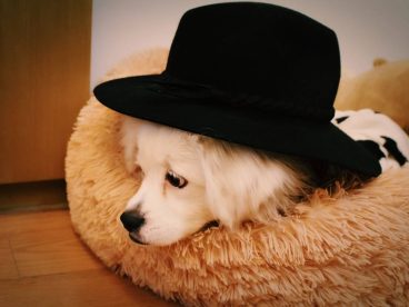 蝴蝶犬我们帅吗 我们美吗