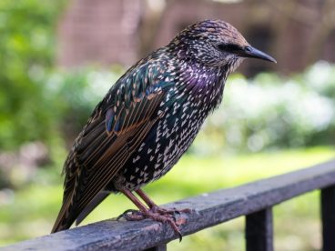 七彩鸟图片素材