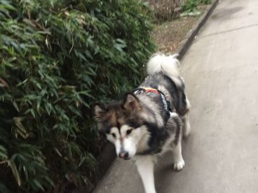 天还是雾霾天气，迪娜遛着还是不想回家，时间早就多陪陪她走走吧……