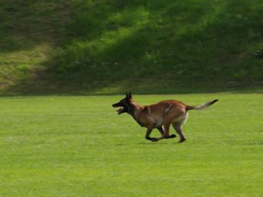 宠物马犬图片