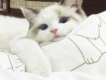 喵喵喵喵喵猫