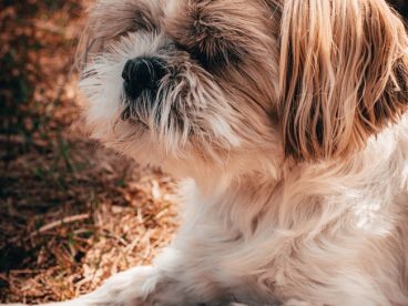 可爱萌西施犬图片