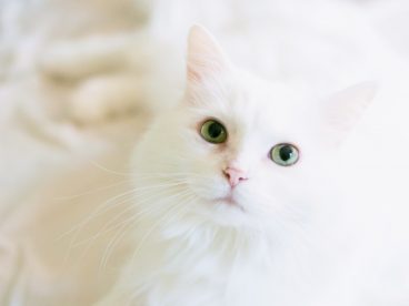 可爱白色猫咪图片