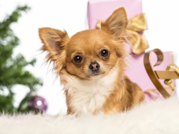 长毛吉娃娃图片