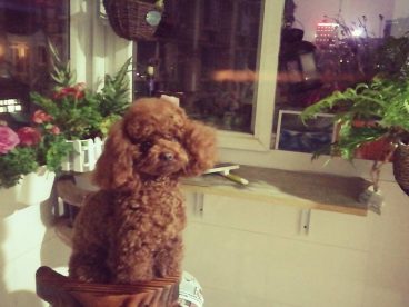 天天走进我生命已经一年了，给我太多欢乐惊喜也多了很多牵挂，曾经喜欢用脚步丈量世界的我为了陪伴更多在天天身边甚至放弃全家春节去海南的行程，舍不得送去寄养更舍不得让你托运，想想都会心疼，所以麻麻独自留下来照顾你，我们俩独自过春节，但想到天天乖巧又懂事，曾经肠胃弱的小天天身体一天比一天更强壮，家也因为有了天天更温暖舒适，一点点的变化，厨艺也有很大的进步心里还是暖融融…..