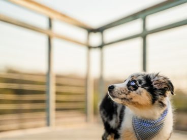 木栈道狗狗图片