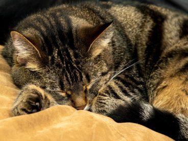 猫咪享受睡觉的图片