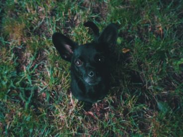 黑色狗狗品种图片