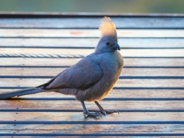 南非灰蕉鹃图片