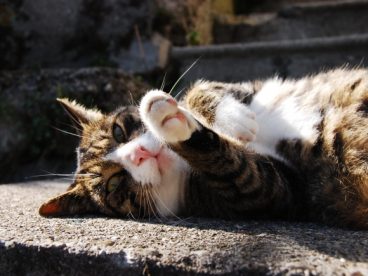 可爱呆萌小猫图片