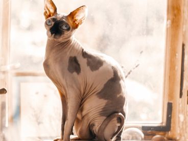 无毛猫图片